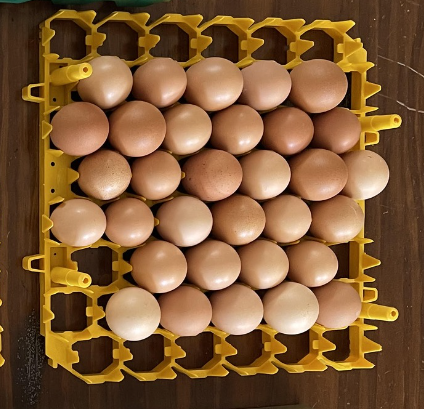 Poultry Incubation / Hatching Services