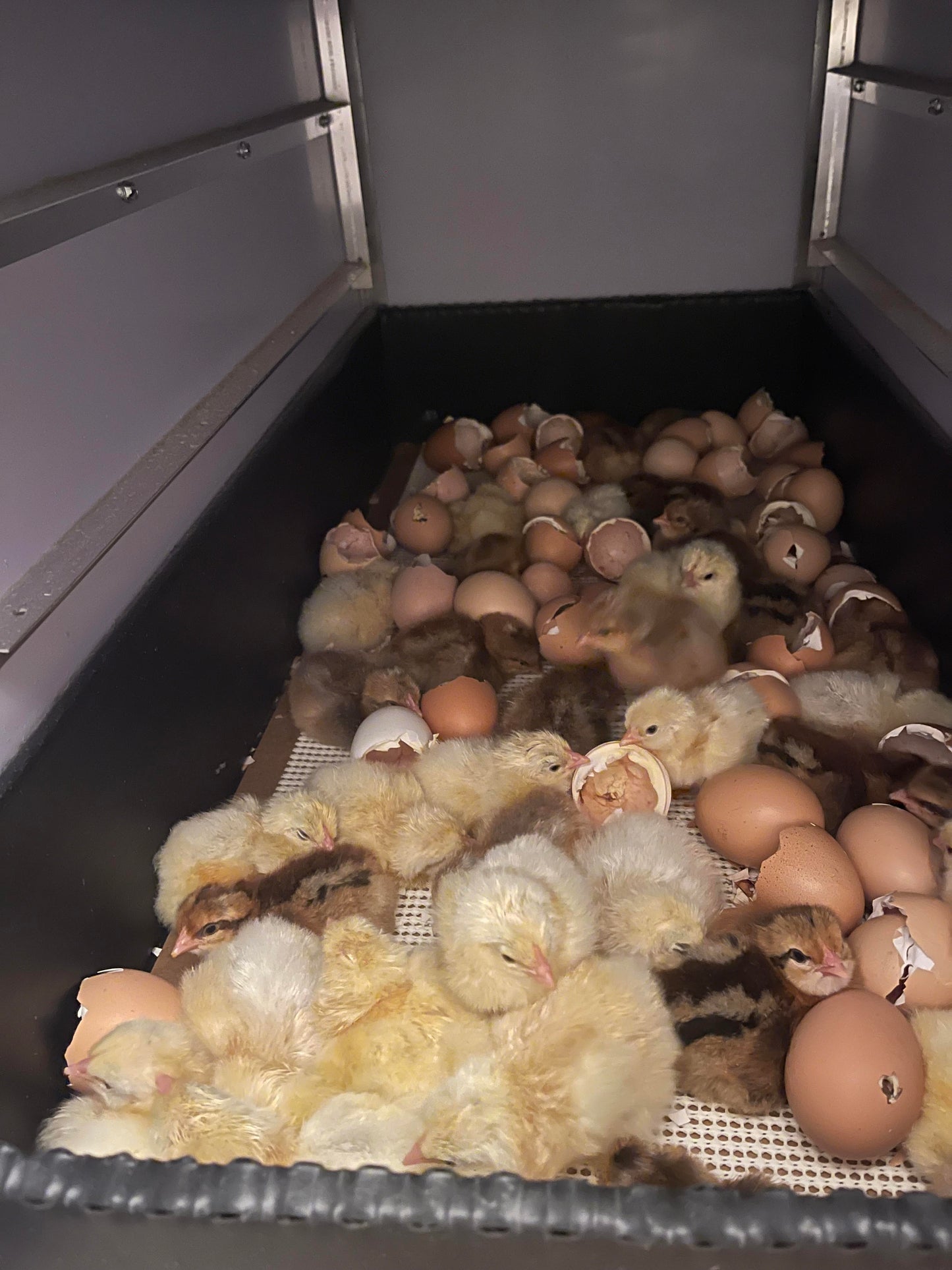 Poultry Incubation / Hatching Services