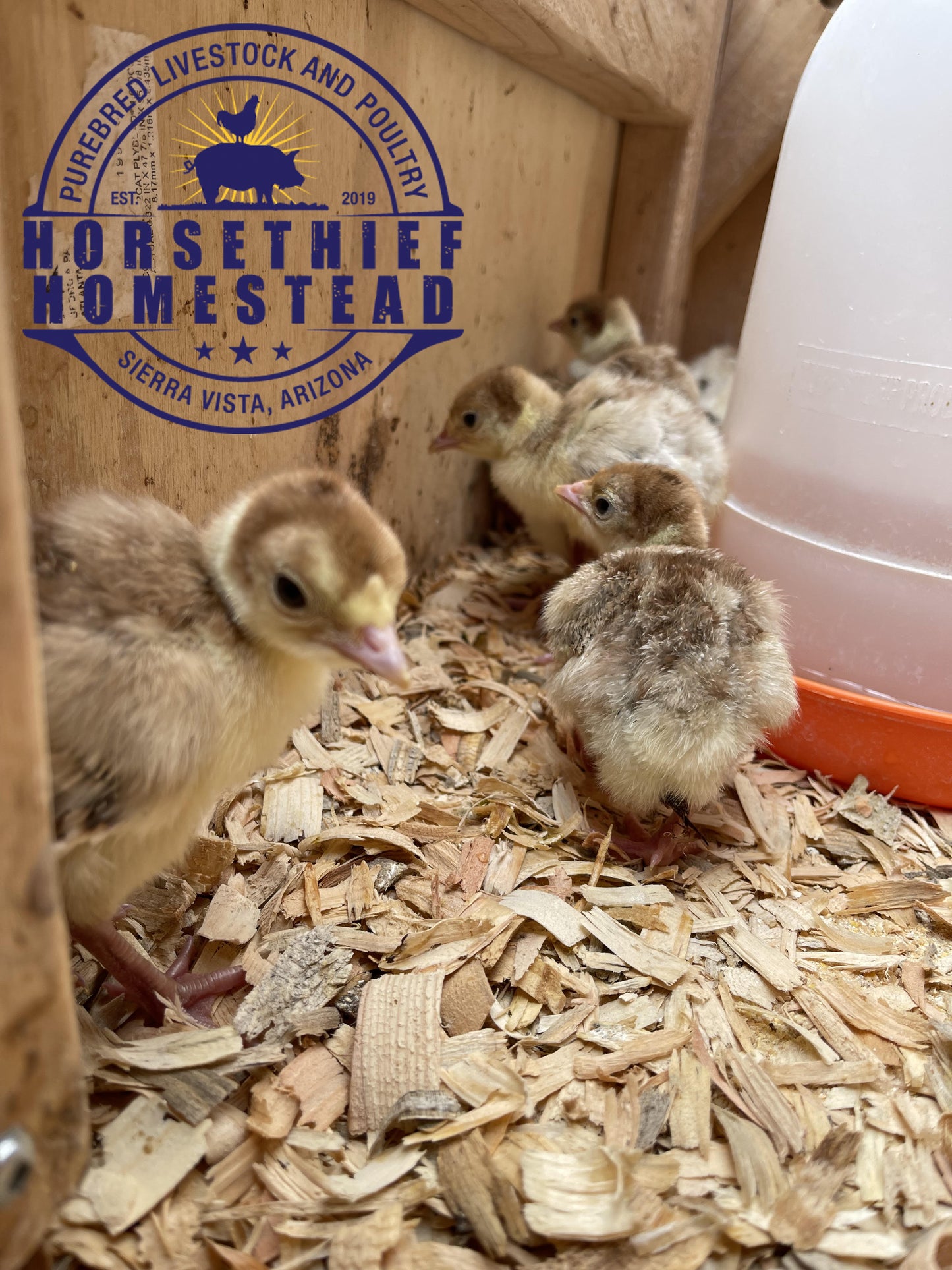 Purebred Bourbon Red Turkey Poults - Hatched 5/14/24